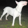 thorbullterrier